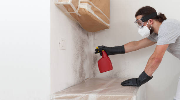 Professional Basement Mold Remediation technician working in Woodbine, GA
