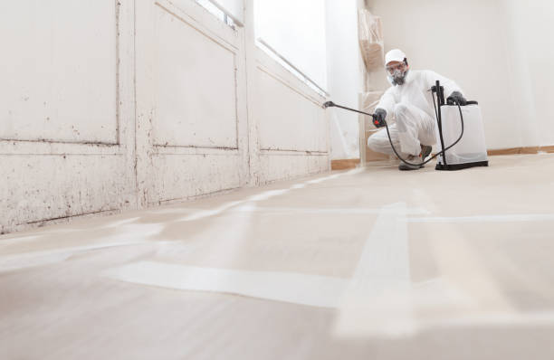 24/7 Emergency Basement Mold Remediation experts in Woodbine, GA