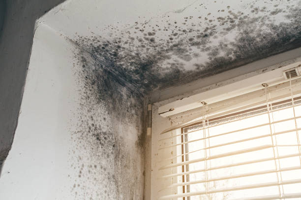 Affordable Basement Mold Remediation solutions in Woodbine, GA