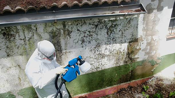 Top rated local Basement Mold Remediation specialists in Woodbine, GA